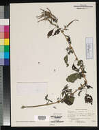 Image of Thorny pigweed