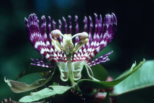 Sivun Passiflora laurifolia L. kuva