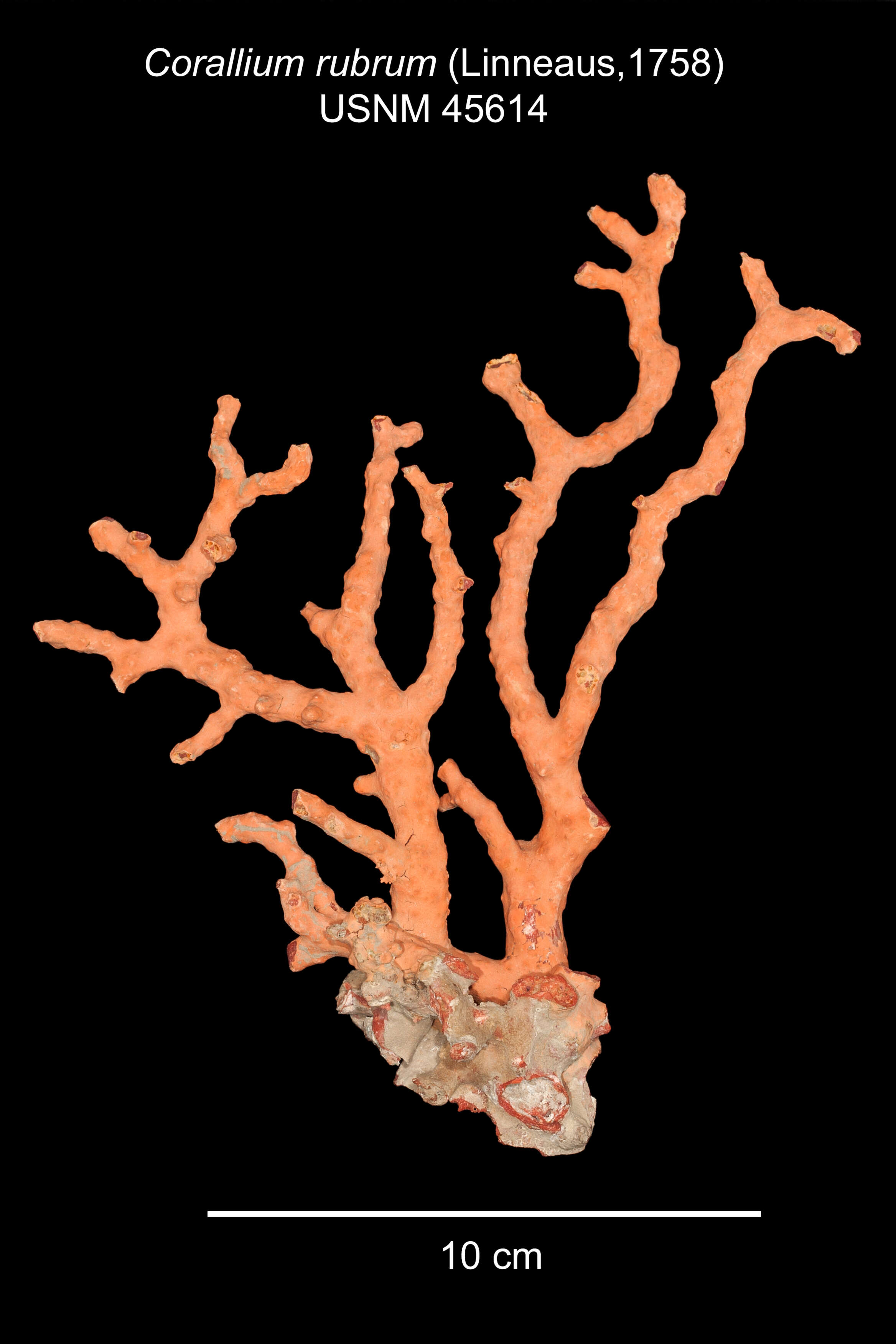 Image of Red coral