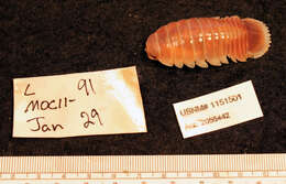 Image of Giant Isopods