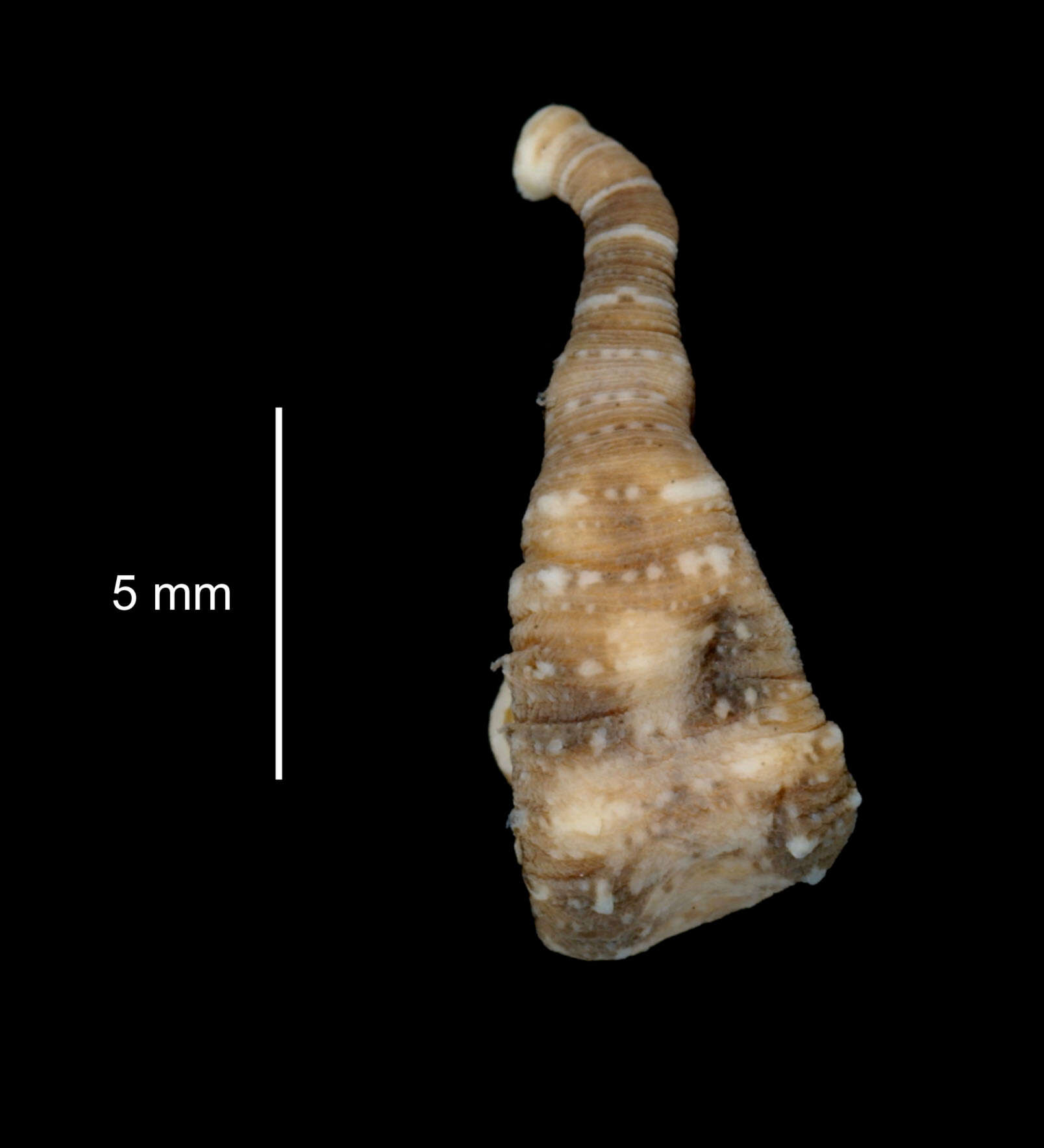 Image of <i>Stibarobdella tasmanica</i>