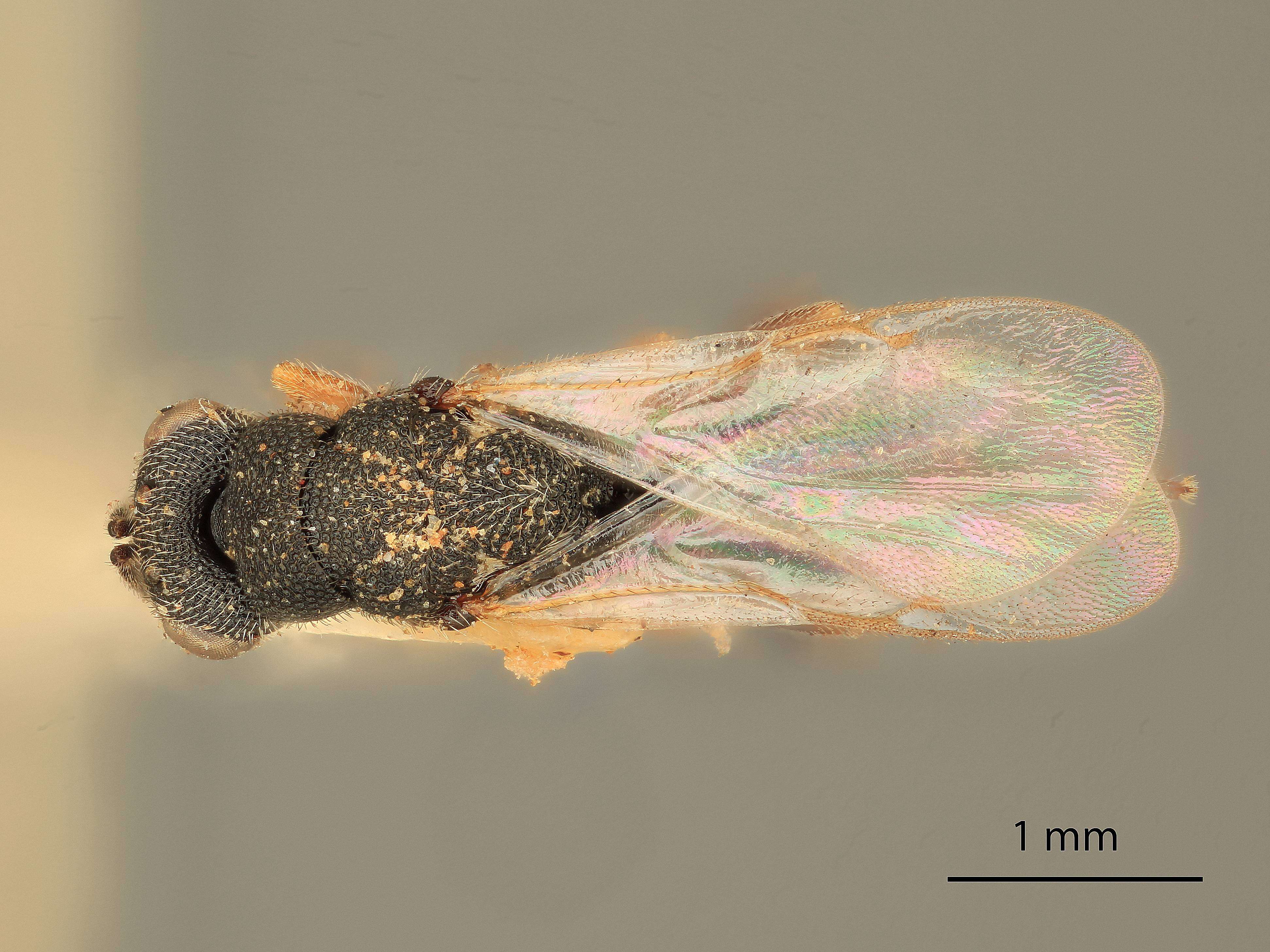 Imagem de Eurytoma acuta intermedia Bugbee 1951