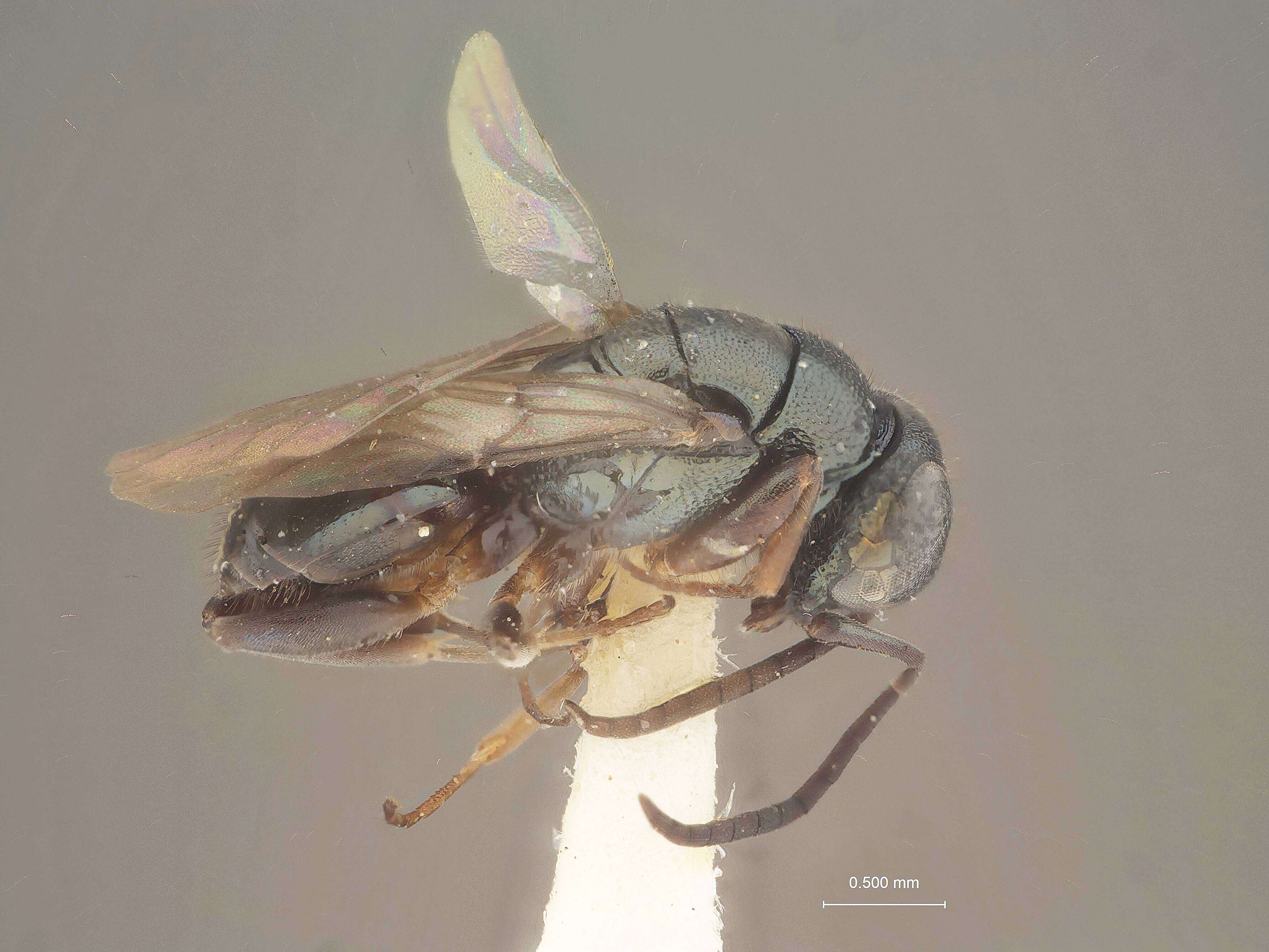 Image of Mesitiopterus Ashmead 1902