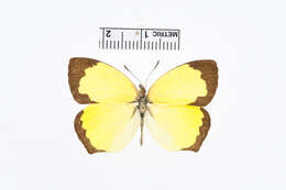 Image of Salome Yellow