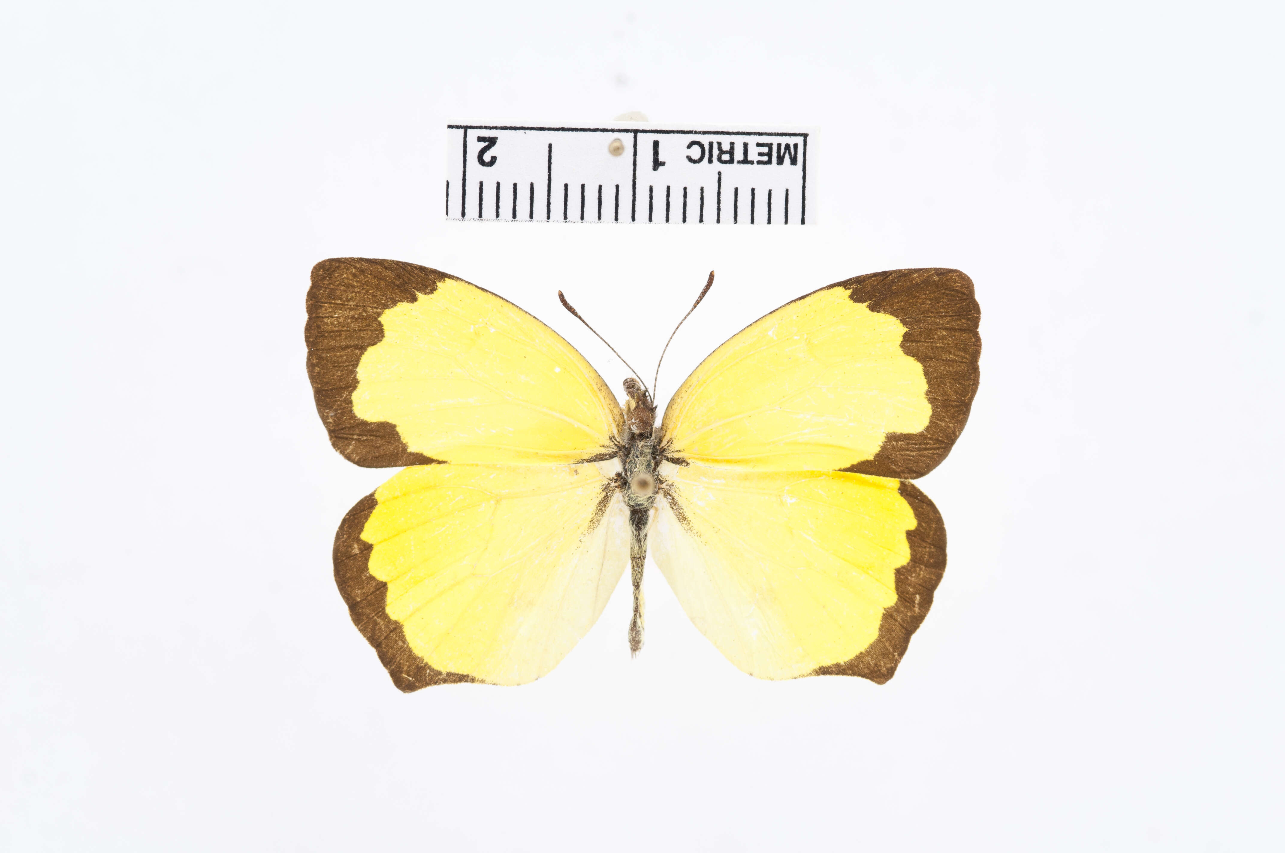 Image of Salome Yellow