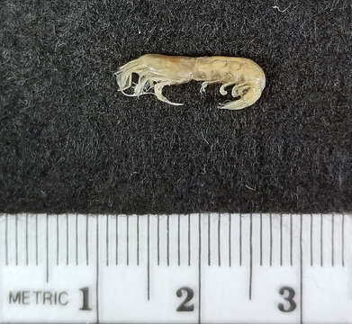 Image of estuarine long-eyed shrimp