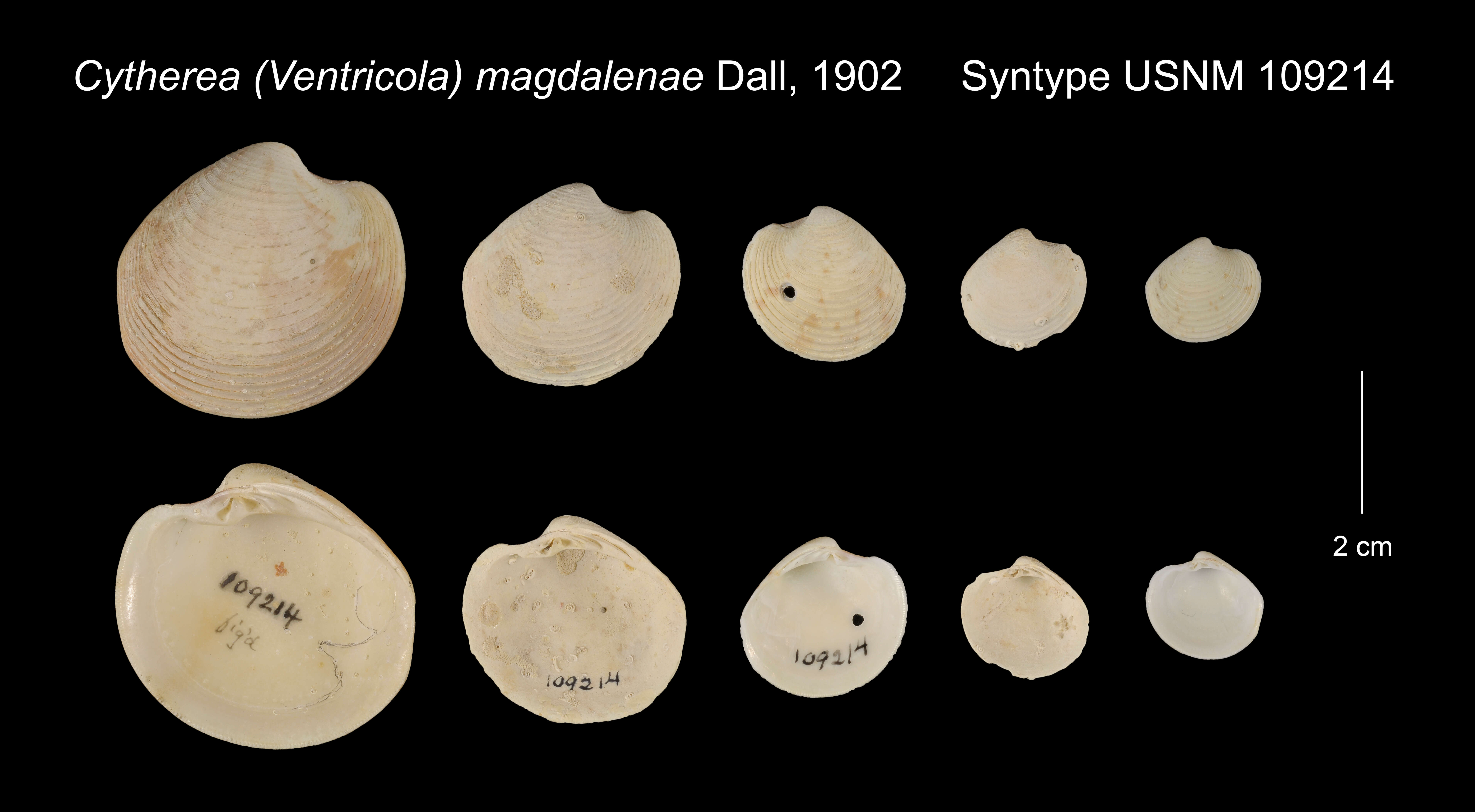 Image of Globivenus magdalenae (Dall 1902)