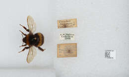 Image of White-tailed bumblebee