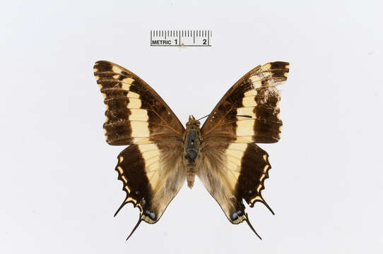 Charaxes hansalii Felder 1866的圖片