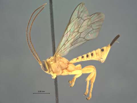 Image of Parasitoid wasp