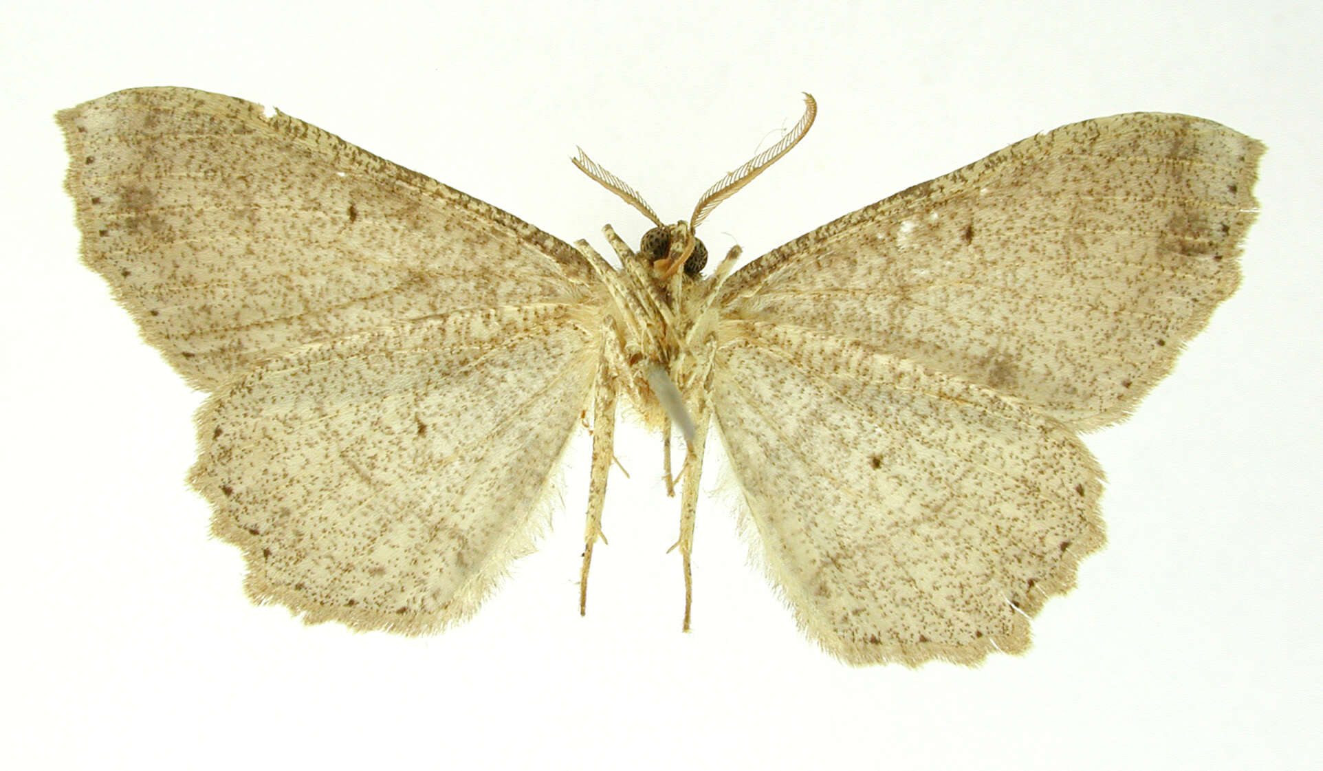 Sivun Cymatophora flexilinea Warren 1906 kuva