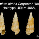 Image of <i>Bittium nitens</i>
