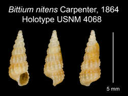 Image of <i>Bittium nitens</i>
