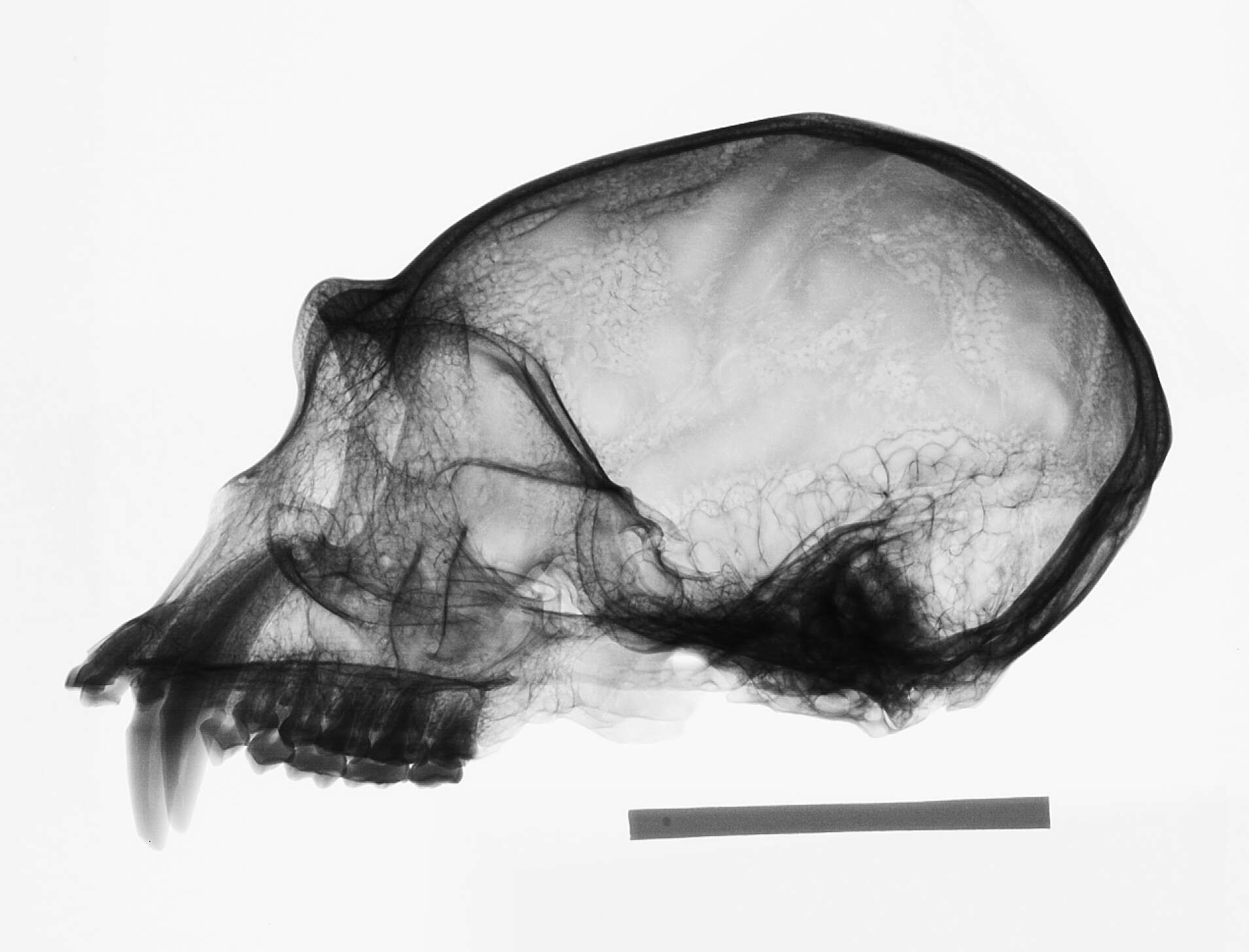 Image de Hylobates lar entelloides I. Geoffroy Saint-Hilaire 1842