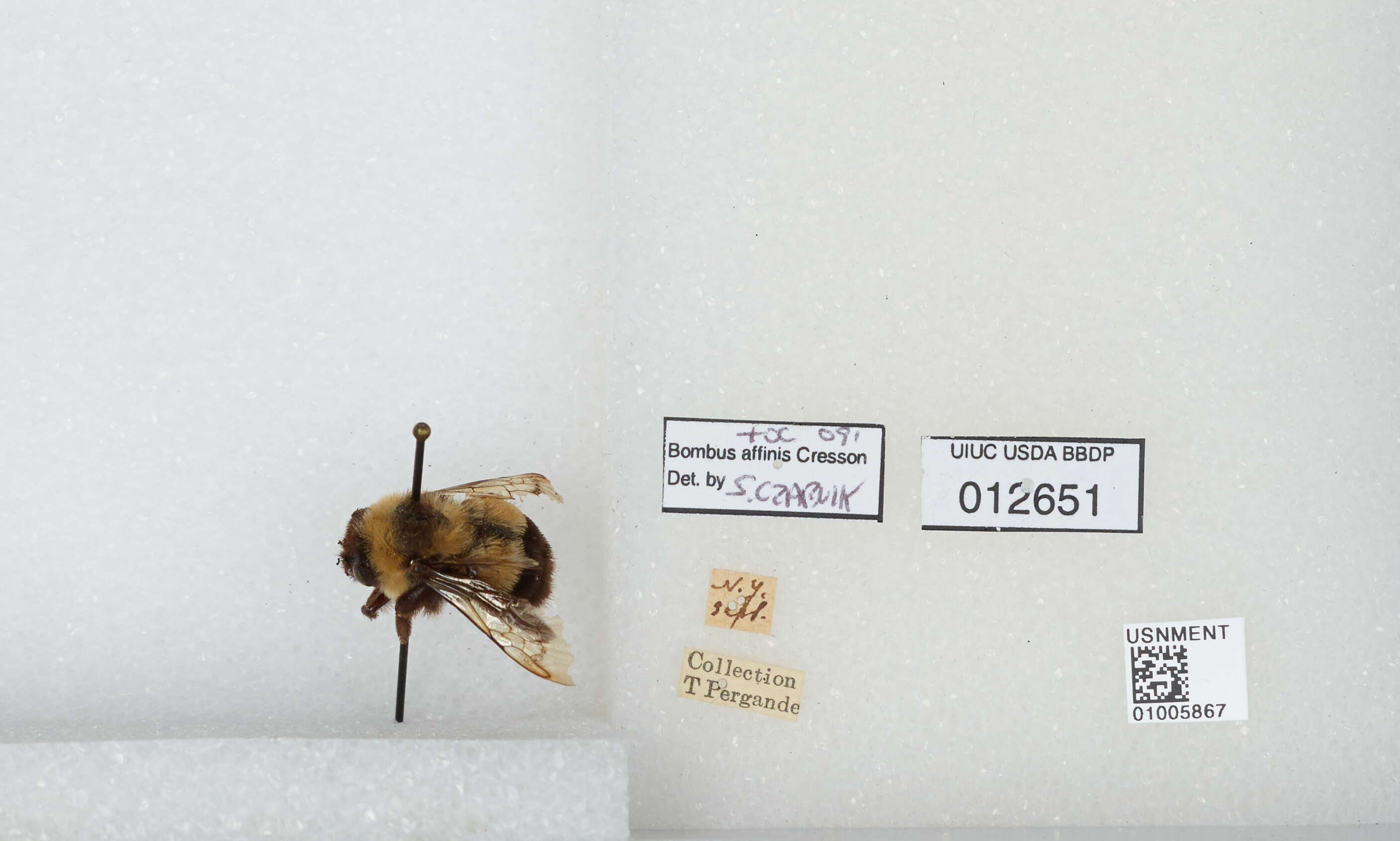 Слика од Bombus affinis Cresson 1864