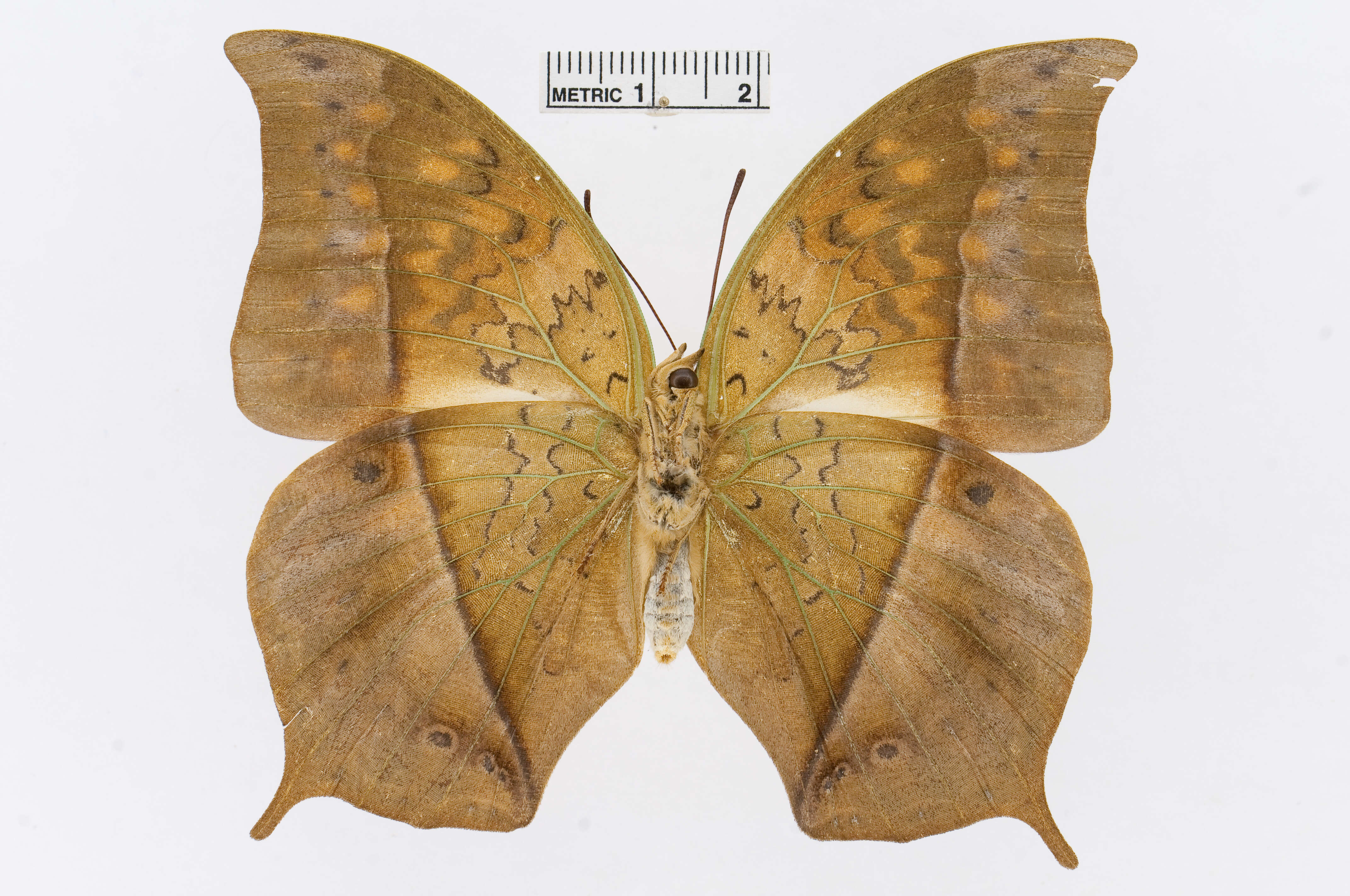 Charaxes acuminatus Thurau 1903的圖片