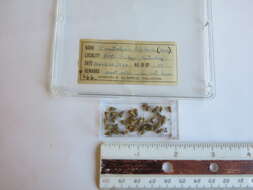 Plancia ëd Pomatiopsis Tryon 1862