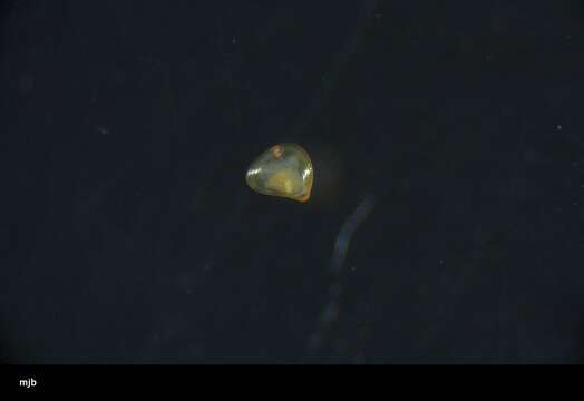 Image of amber pen shell