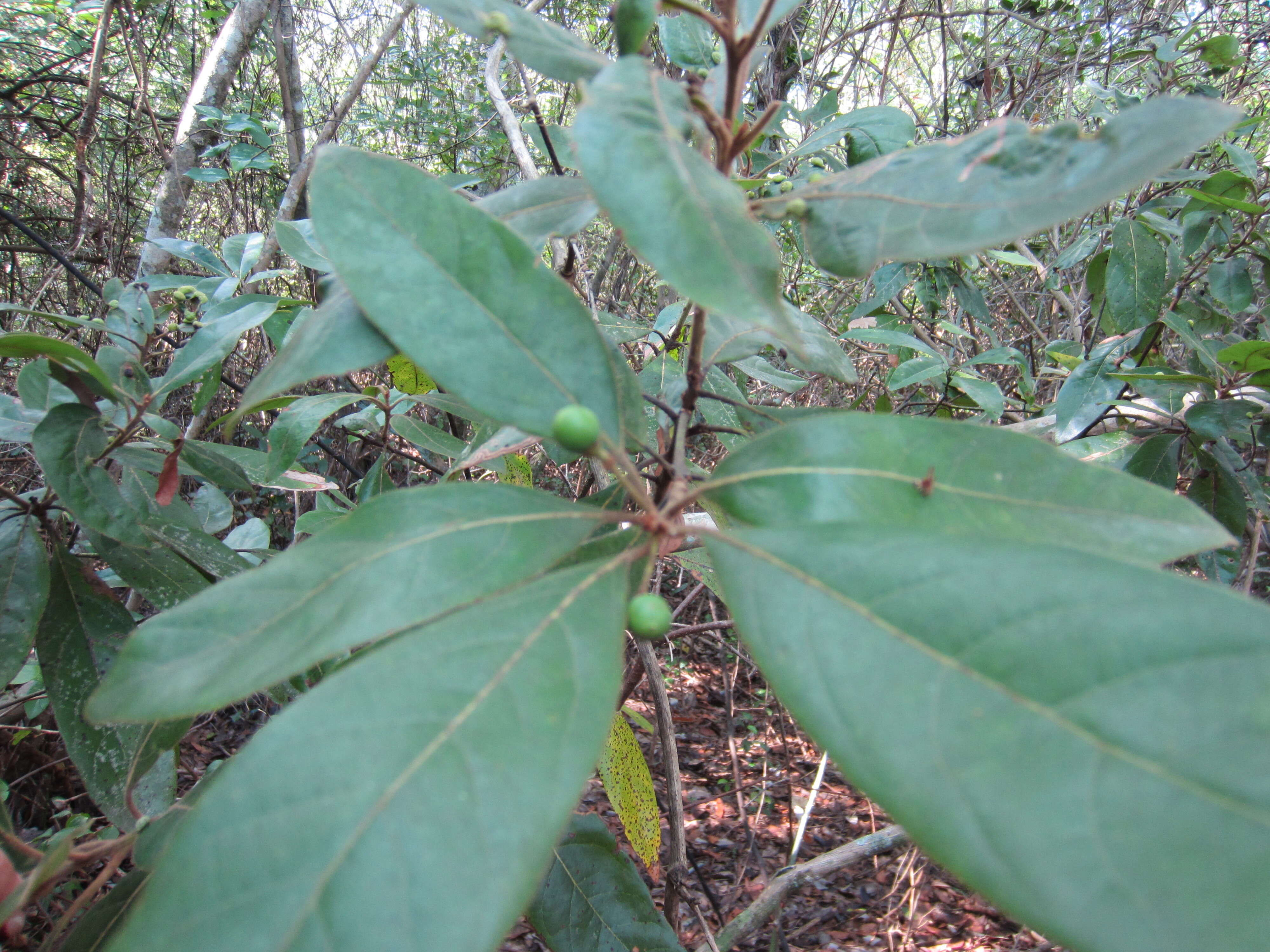 Sivun Persea palustris Sarg. kuva