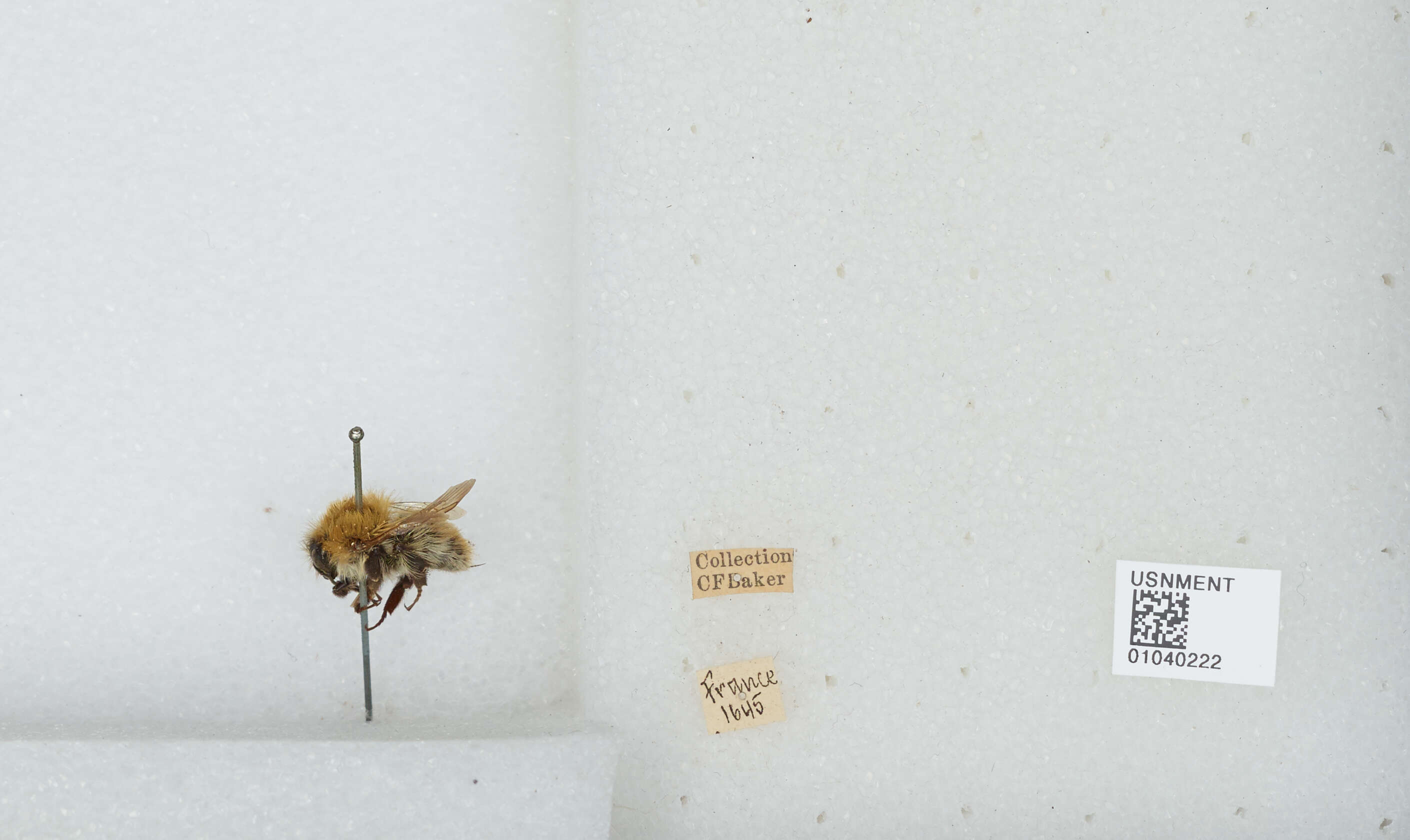 Image of Common carder bumblebee