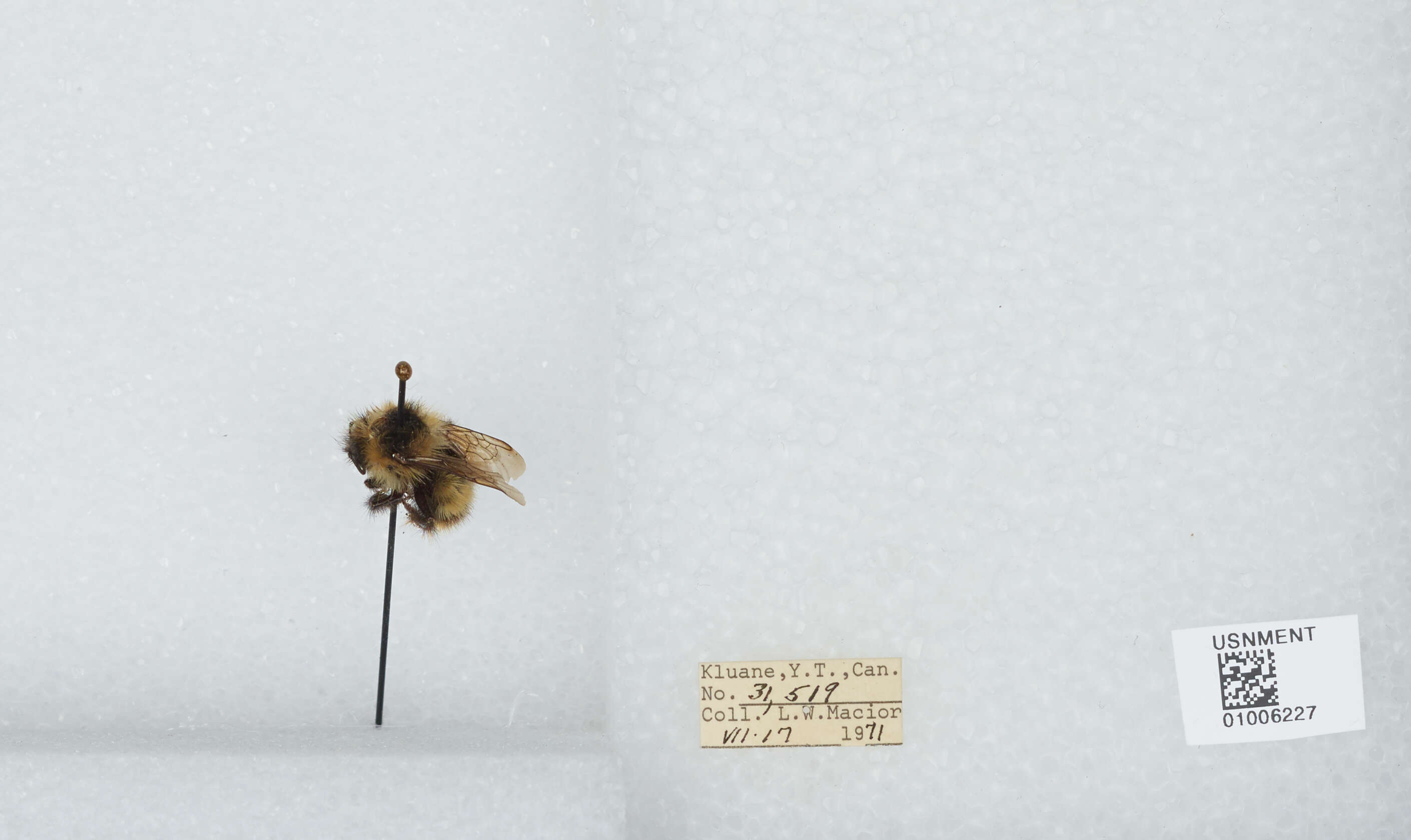 Image of Frigid Bumble Bee