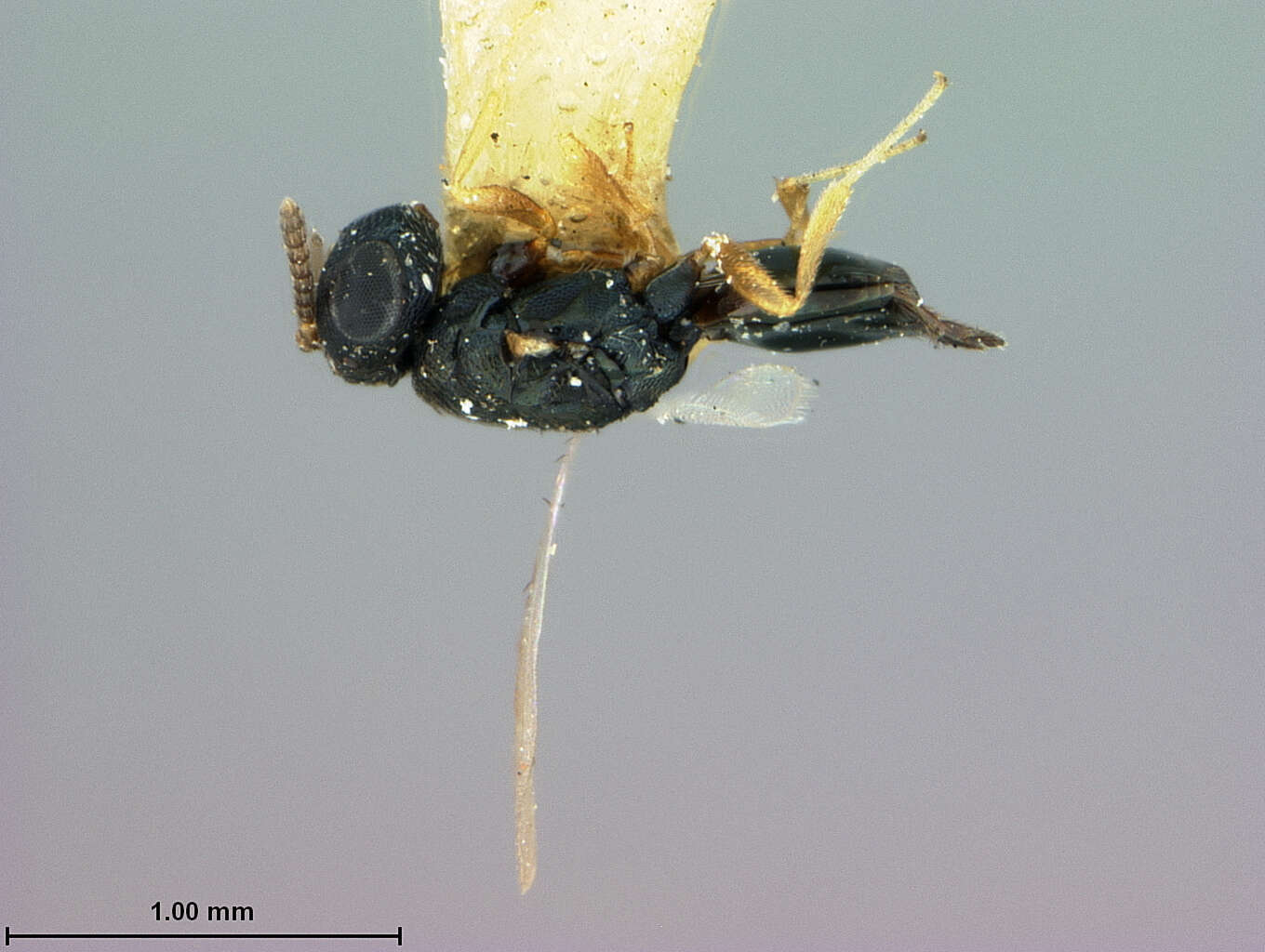 Image of Parasitoid wasp