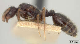 Image of Little Black Ant
