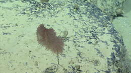 Image of Four-stick Black Coral