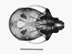 Image of Macaca fascicularis fascicularis (Raffles 1821)