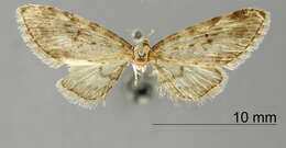Image of Eupithecia montana Schaus 1913