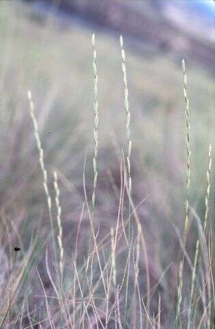 Image of bluebunch wheatgrass