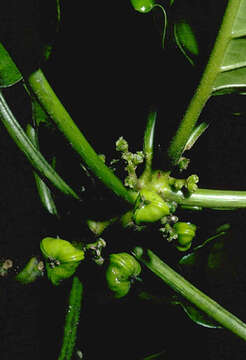 Image of Claoxylon ooumuense Fosberg & Sachet