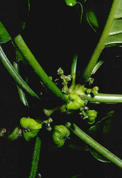 Image of Claoxylon ooumuense Fosberg & Sachet