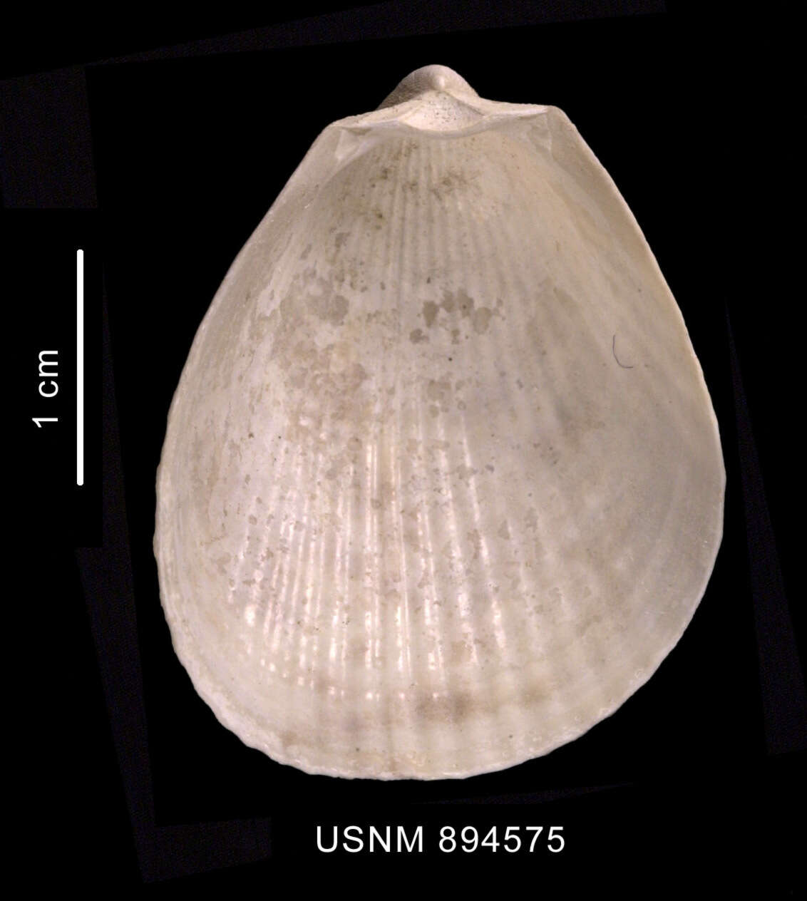 Image of Limatula hodgsoni (E. A. Smith 1907)