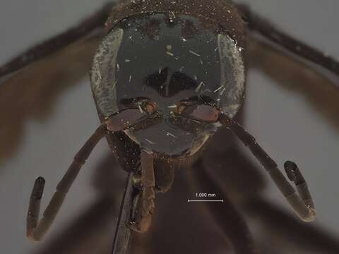 صورة Psorthaspis brimleyi (Malloch 1928)