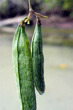 Image of Tanaecium pyramidatum (Rich.) L. G. Lohmann