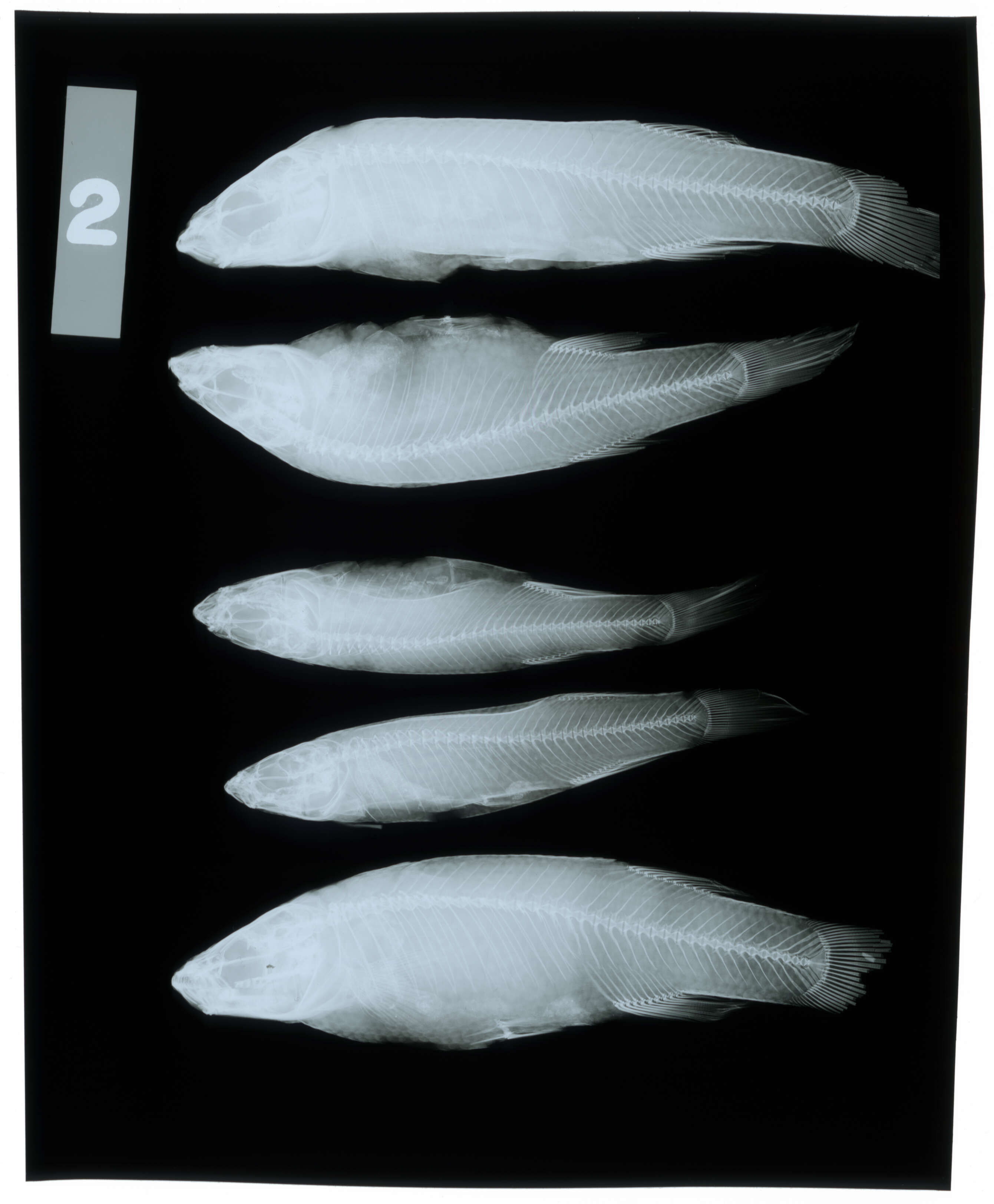 Image of Whiteline Topminnow