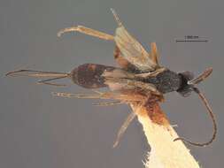 Image of Orgilus erythropus Muesebeck 1970