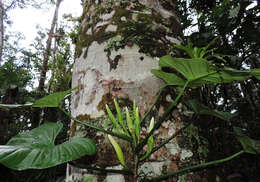 Image of Philodendron quinquenervium Miq.