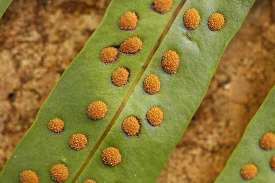 Image of Musk Fern