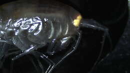 Image of Amphipoda