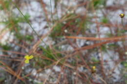 Image of Richard's yelloweyed grass