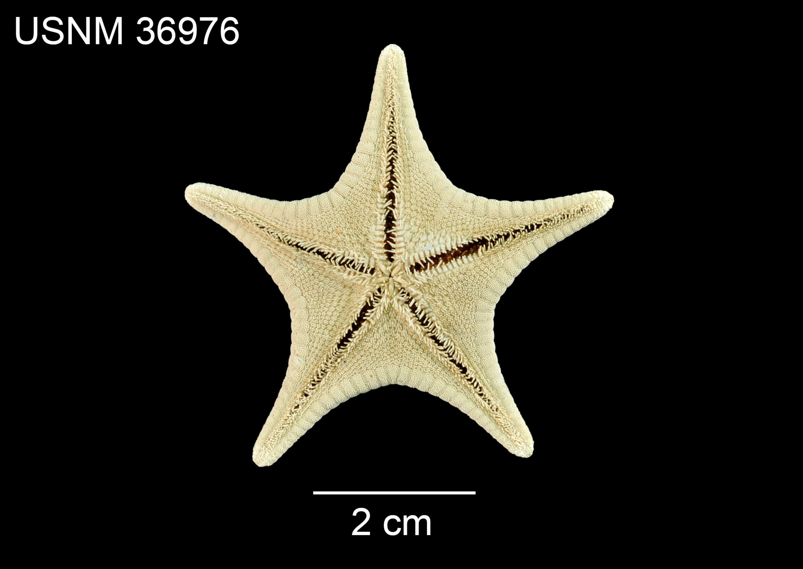 Image of Acodontaster elongatus (Sladen 1889)