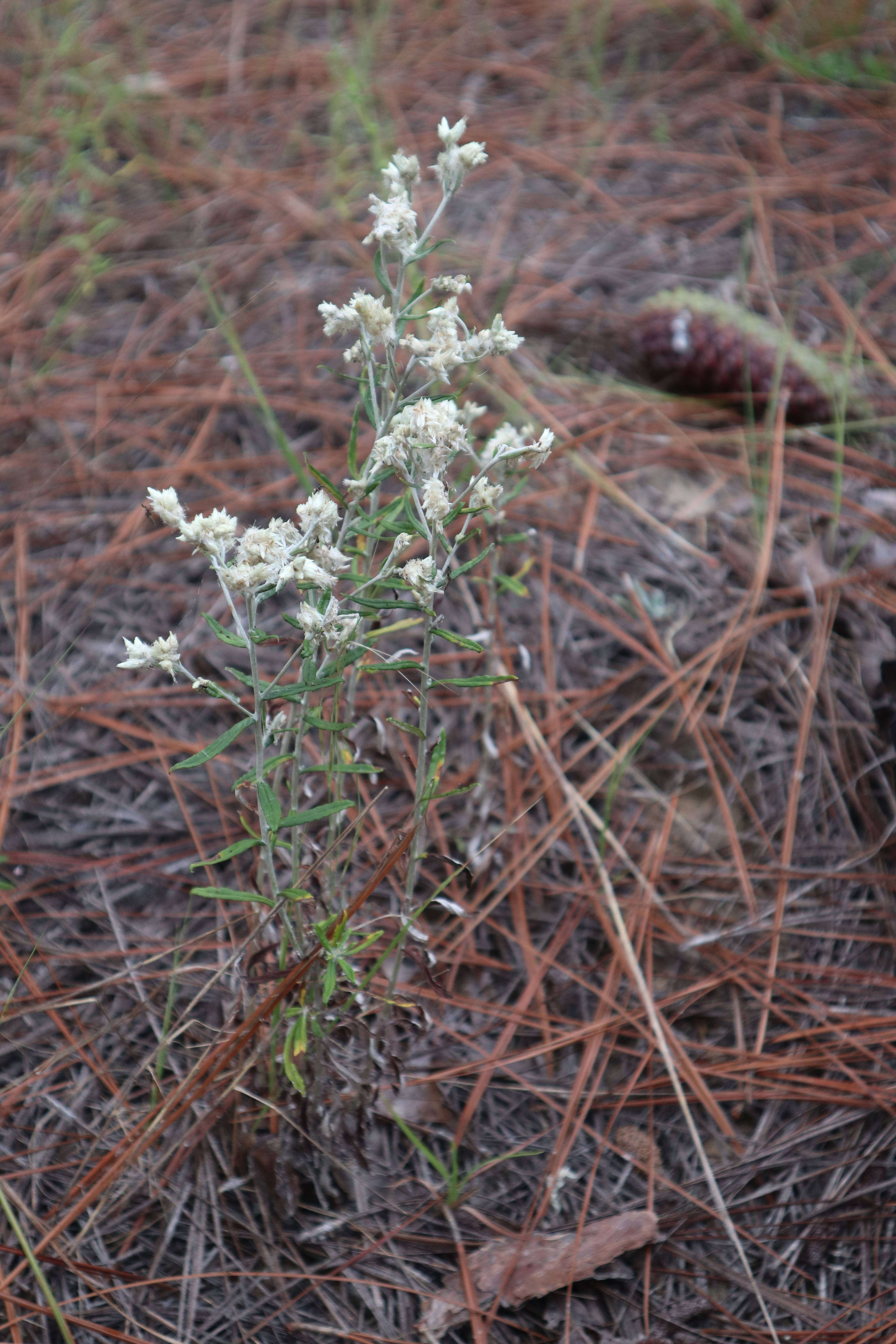 Слика од Pseudognaphalium obtusifolium (L.) O. M. Hilliard & B. L. Burtt