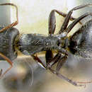 Image of Camponotus andrei cholericus Wheeler 1914