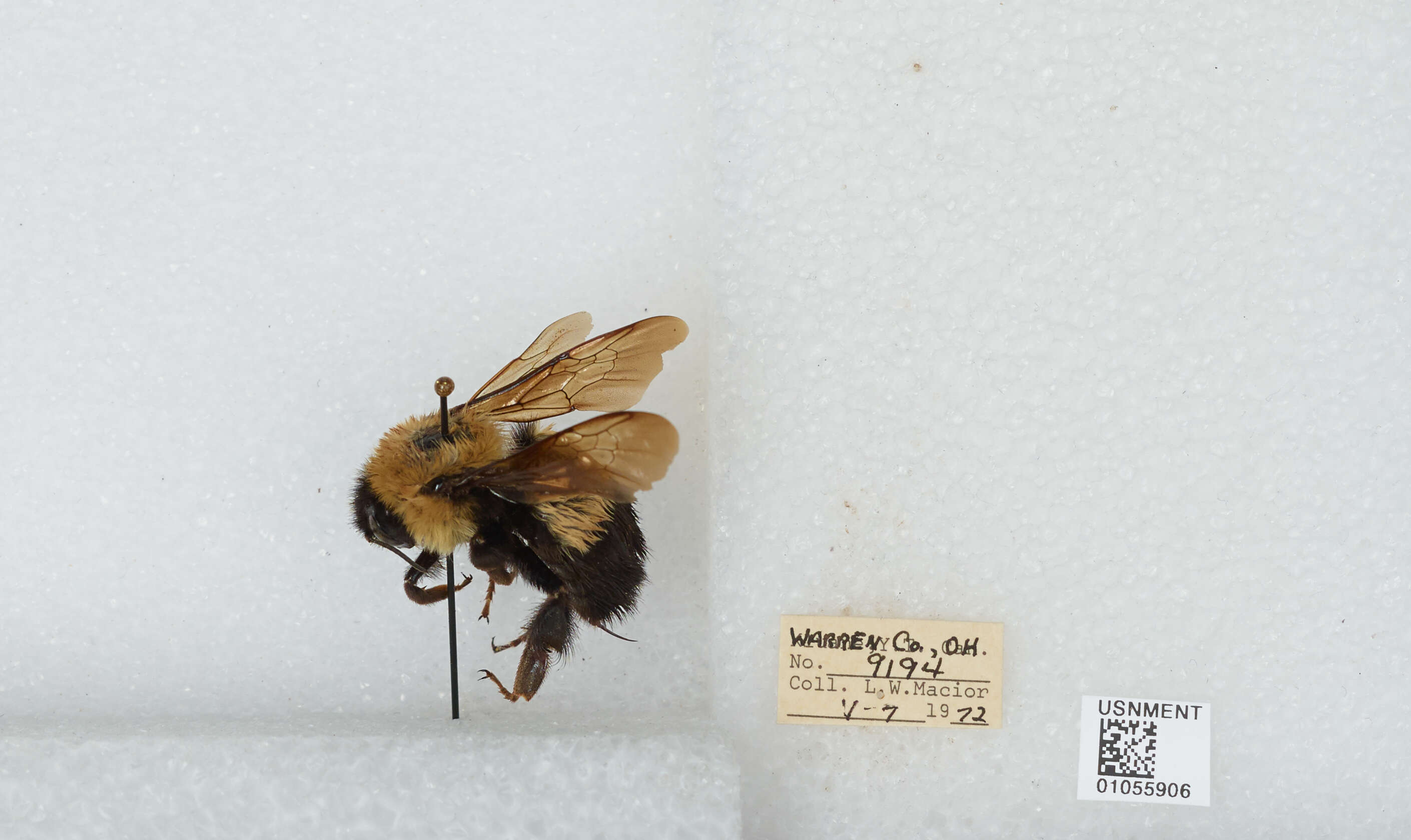 Слика од Bombus affinis Cresson 1864