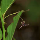 Image of Byttneria rhamnifolia Benth.