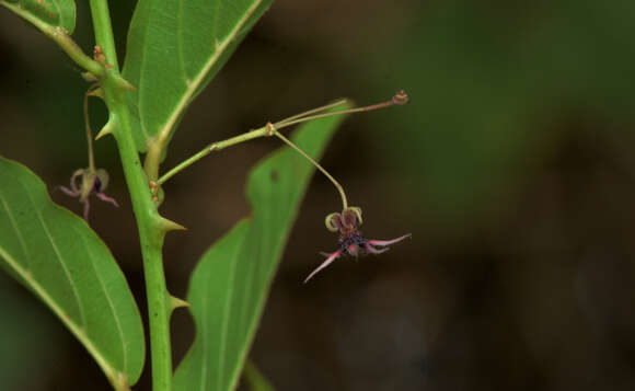 Image of Byttneria rhamnifolia Benth.