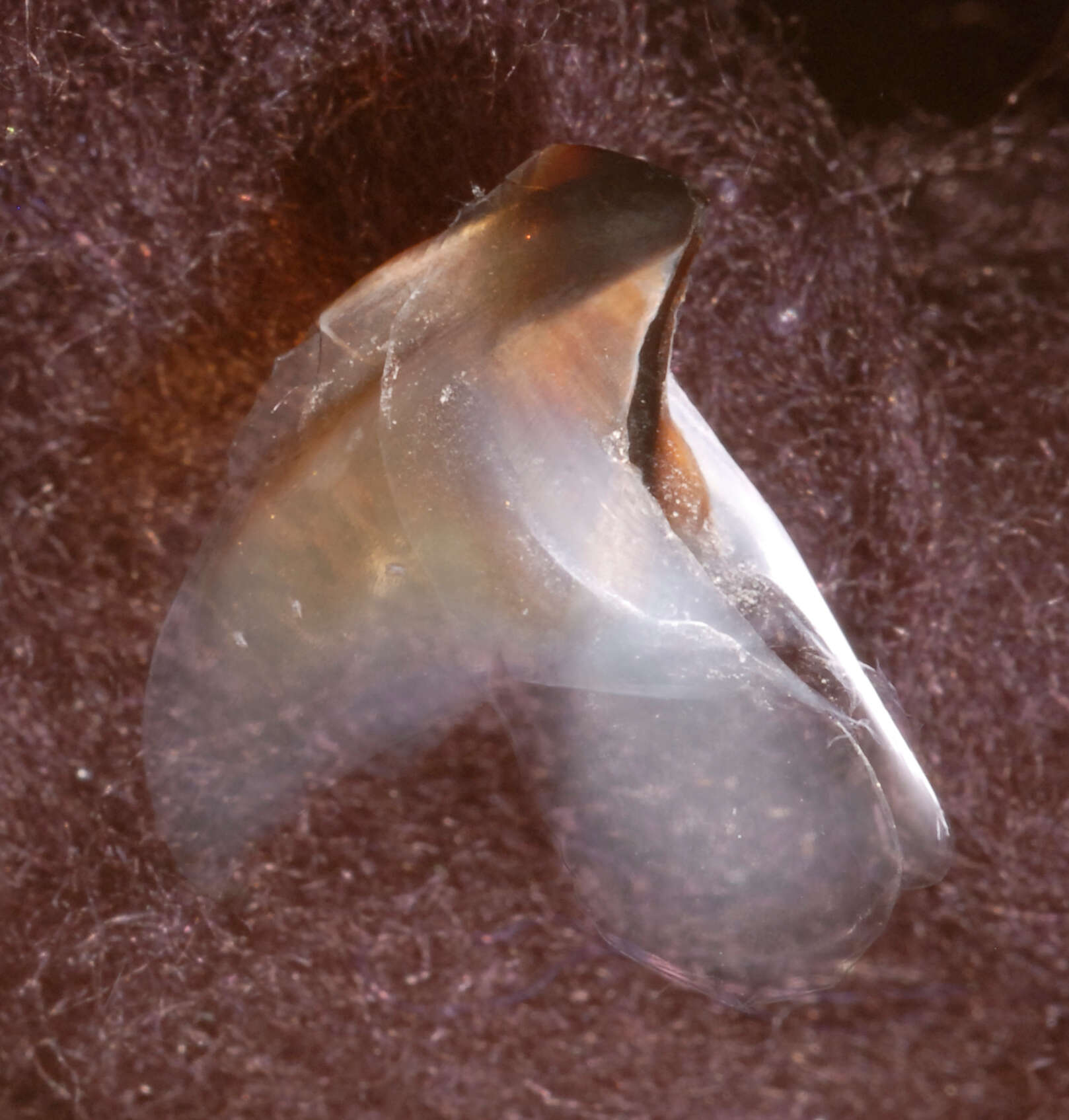 Image of pink scaled squid