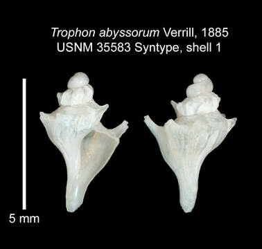 Plancia ëd Pagodula abyssorum (Verrill 1885)